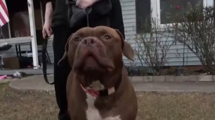 Illustration : Il grogne, gratte et aboie sans s’arrêter, ce chien pressent l'incendie que sa famille ne voit pas encore et les sauve tous (vidéo)
