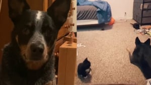 Illustration : "Cette gentille chienne découvre 3 chatons dans la forêt et prévient son humaine pour pouvoir les sauver, mais aussi devenir leur maman (vidéo)"