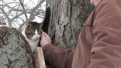 Illustration : Les destins liés d’un homme et d’un chat, 2 survivants, qui se sont rencontrés par un concours de circonstances 