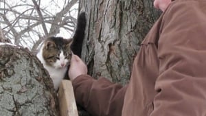 Illustration : "Les destins liés d’un homme et d’un chat, 2 survivants, qui se sont rencontrés par un concours de circonstances "