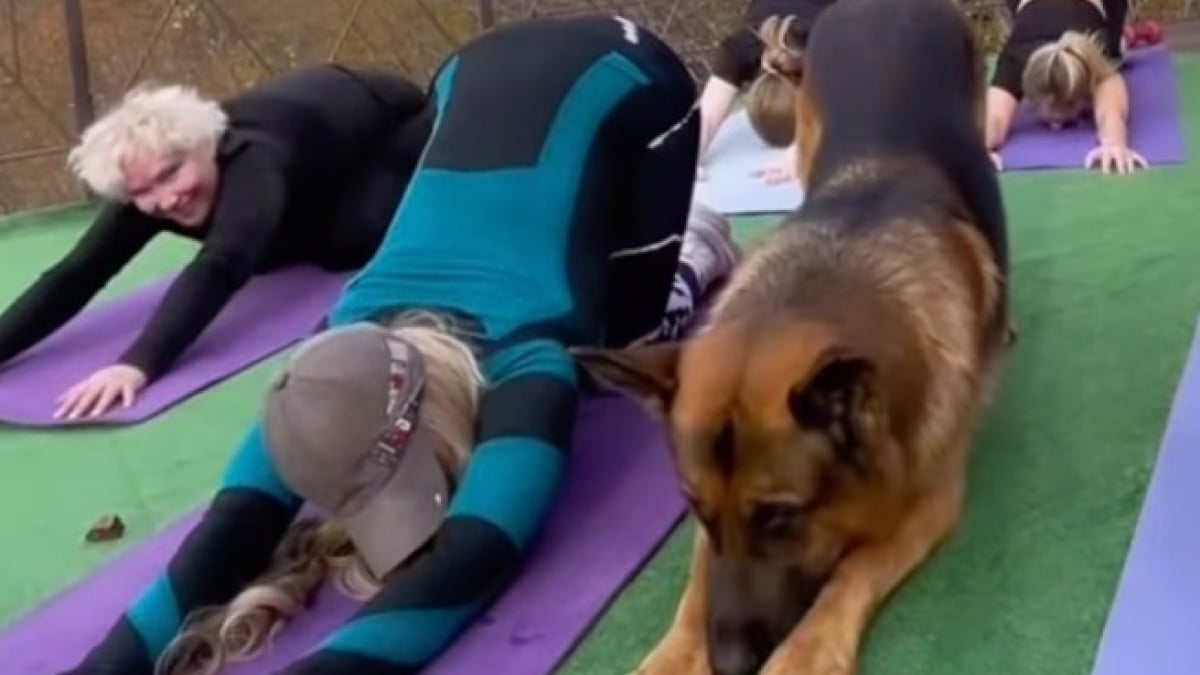 Illustration : "Lors d’un cours de yoga donné par sa maîtresse, ce Berger Allemand vole littéralement la vedette et les cœurs (vidéo)"