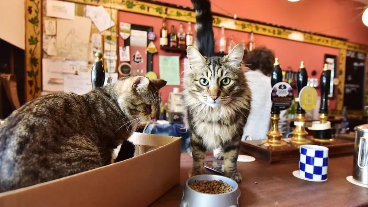 Illustration : "Sans le vouloir, un homme crée le premier « pub à chats » de sa ville et connaît depuis un franc succès (vidéo)"