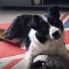 Illustration : Capable de retenir plus de 231 mots &agrave; la perfection, ce Border Collie poss&egrave;de la meilleure m&eacute;moire de tout son pays (vid&eacute;o)
