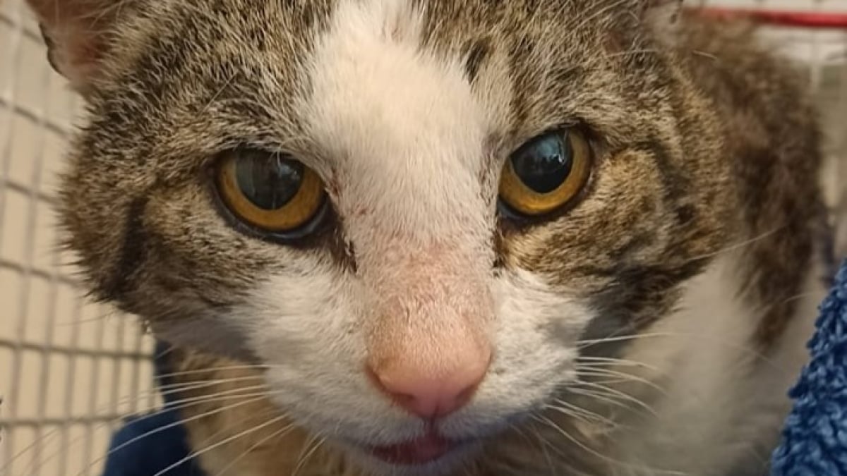 Illustration : "Un vétérinaire quitte la salle un instant après avoir vu la pire blessure de sa carrière sur un chat errant "