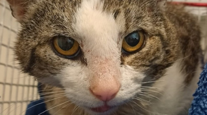 Illustration : Un vétérinaire quitte la salle un instant après avoir vu la pire blessure de sa carrière sur un chat errant 