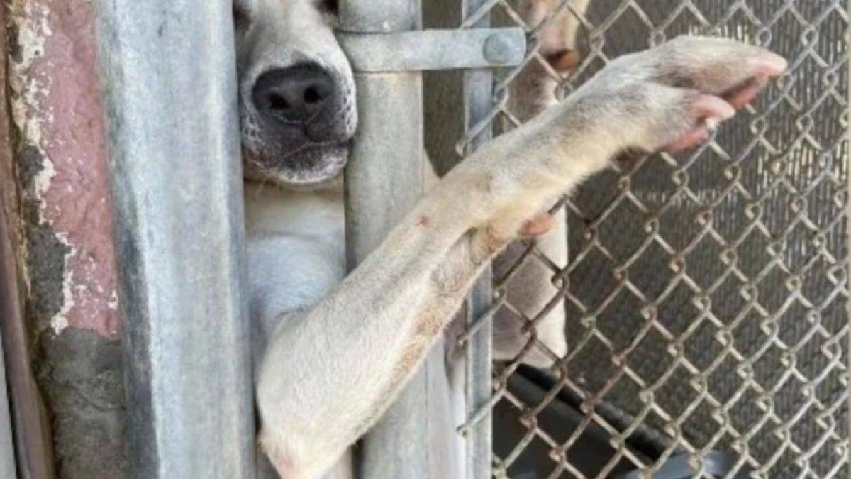 Illustration : "Désireux de trouver sa famille pour la vie, ce chien de refuge a passé 7 mois à tendre la patte à travers sa cage pour attirer l’attention"