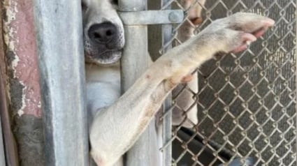 Illustration : Désireux de trouver sa famille pour la vie, ce chien de refuge a passé 7 mois à tendre la patte à travers sa cage pour attirer l’attention