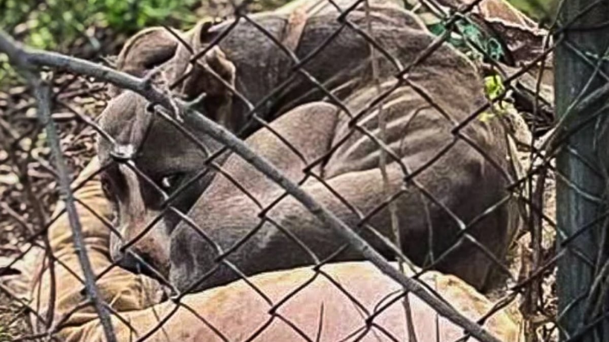 Illustration : "Une chienne retrouvée abandonnée dans un jardin retrouve doucement sa volonté de vivre"