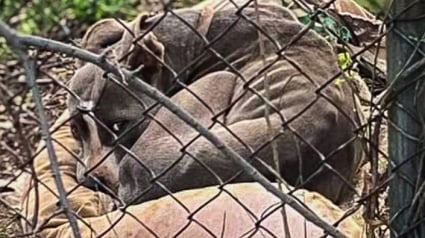 Illustration : Une chienne retrouvée abandonnée dans un jardin retrouve doucement sa volonté de vivre