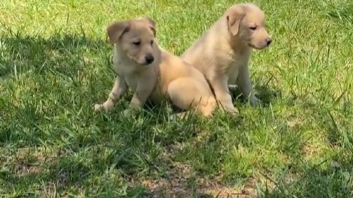 Illustration : "Après avoir sauvé et recueilli 2 chiots abandonnés, cette jeune femme décide finalement de les garder pour la vie (vidéo)"