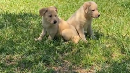 Illustration : Après avoir sauvé et recueilli 2 chiots abandonnés, cette jeune femme décide finalement de les garder pour la vie (vidéo)