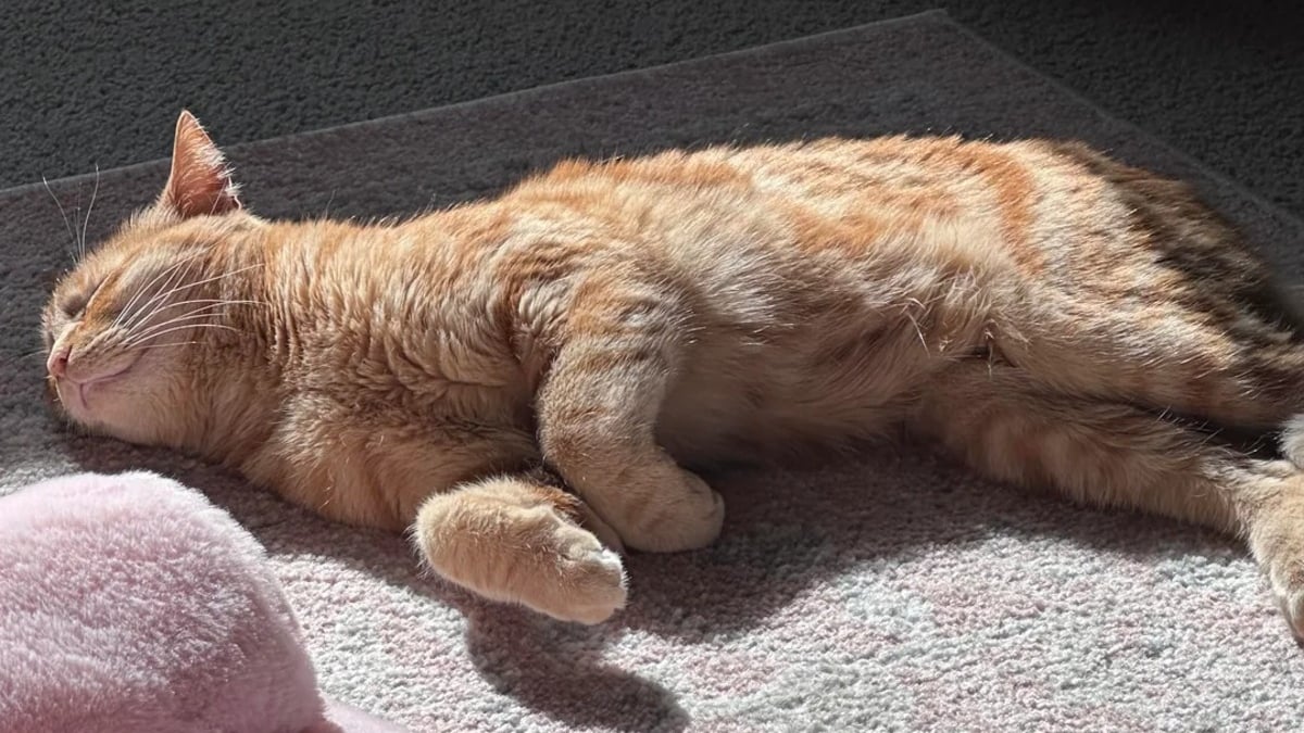 Illustration : "Privés de lumière pendant 4 ans, ces 2 chats découvrent enfin la chaleur d’un rayon de soleil"