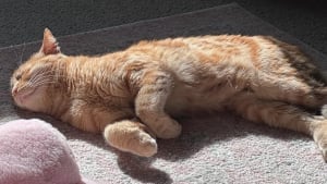 Illustration : "Privés de lumière pendant 4 ans, ces 2 chats découvrent enfin la chaleur d’un rayon de soleil"