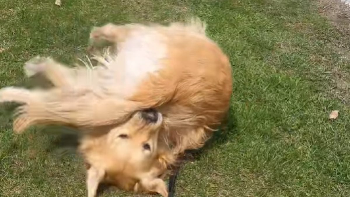 Illustration : "Ce Golden Retriever est connu à l’international pour ses roulades légendaires (vidéo)"