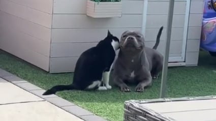 Illustration : Le "sourire" gigantesque et communicatif d'un chien alors qu'il est toiletté par son ami chat (vidéo)