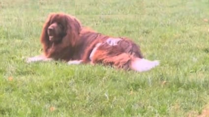 Illustration : Ce Terre-Neuve qui n'aime pas partager sa mamie décide de bouder en la voyant caresser un autre chien (vidéo)