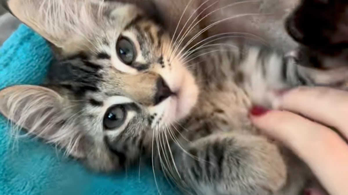 Illustration : "Quand il veut de l’attention et que ses miaulements ne suffisent plus, ce chaton fait appel à un grand compositeur italien pour réveiller ses maîtres (vidéo)"