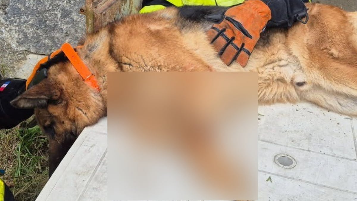 Illustration : "Un chien se retrouve aux urgences vétérinaires après une tentative ratée de saut par-dessus le portillon de son jardin"