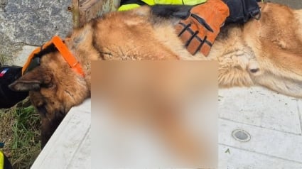 Illustration : Un chien se retrouve aux urgences vétérinaires après une tentative ratée de saut par-dessus le portillon de son jardin