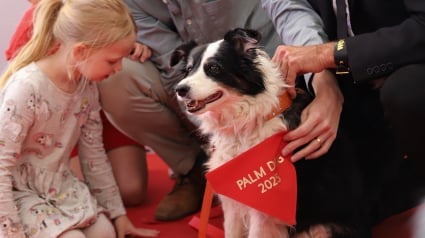 Illustration : Panda remporte la Palm Dog 2025 pour son jeu d’acteur époustouflant dans « L'Amour qu'il nous reste » (« The Love That Remains »)