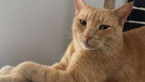 Illustration : "Un homme reconnaissant rend un hommage poignant à son chat qui l’a sauvé d’une crise cardiaque (vidéo)"