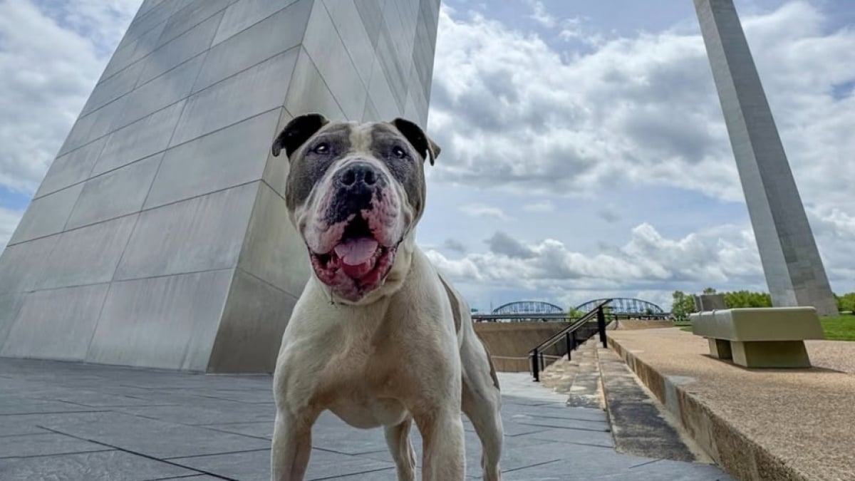 Illustration : "Jeté près d’une benne, ce Pitbull brisé par les combats trouve la force de croire en l’amour (vidéo)"