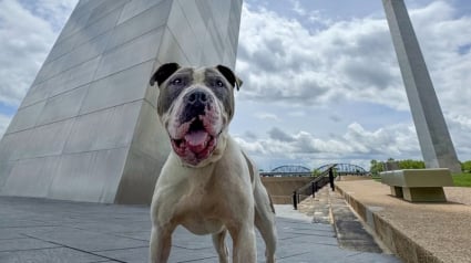 Illustration : Jeté près d’une benne, ce Pitbull brisé par les combats trouve la force de croire en l’amour (vidéo)