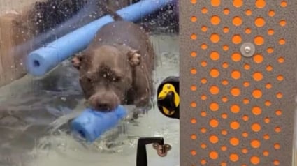 Illustration : Ce Pitbull en rééducation devait faire sa séance d'hydrothérapie, il choisit plutôt de semer le chaos à coups d’éclaboussures (vidéo)