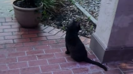 Illustration : Alors qu’elle nourrit un chat errant, une mère remarque le regard troublé d'un invité-surprise et comprend qu’ils ne sont pas seuls (vidéo)