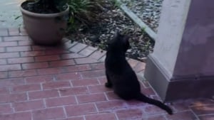 Illustration : "Alors qu’elle nourrit un chat errant, une mère remarque le regard troublé d'un invité-surprise et comprend qu’ils ne sont pas seuls (vidéo)"