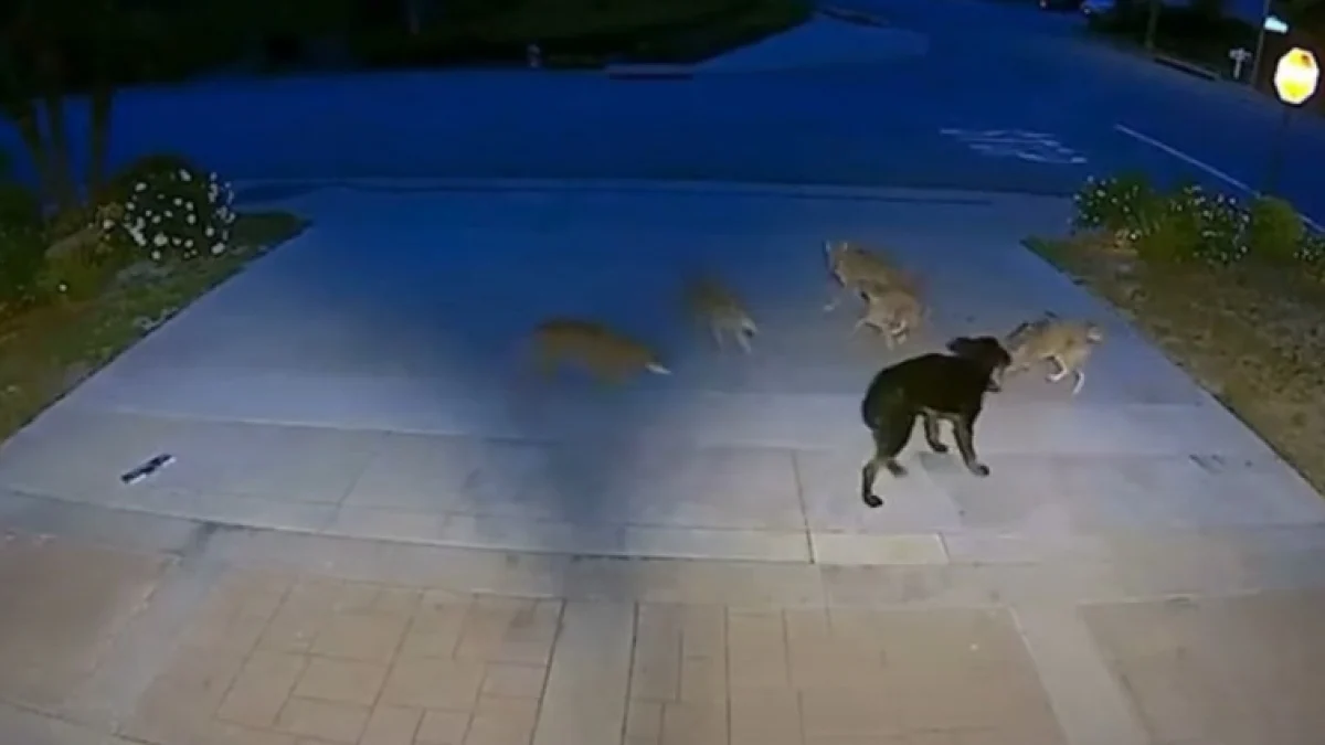 Illustration : "Seul contre 5 coyotes, ce chien se bat sans relâche pendant 45 minutes et obtient en récompense l'adoption qu'il attendait tant (vidéo) "