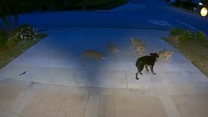 Illustration : "Seul contre 5 coyotes, ce chien se bat sans relâche pendant 45 minutes et obtient en récompense l'adoption qu'il attendait tant (vidéo) "