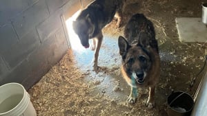 Illustration : "Privés de liberté et de soins, ces chiens ont attendu un an avant d’avoir enfin droit à une vraie famille"