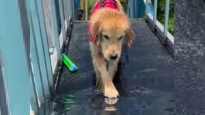 Illustration : "Une chienne craignant l'eau passe courageusement du refus de se baigner à l'addiction à la piscine avec le soutien de sa maîtresse (vidéo)"