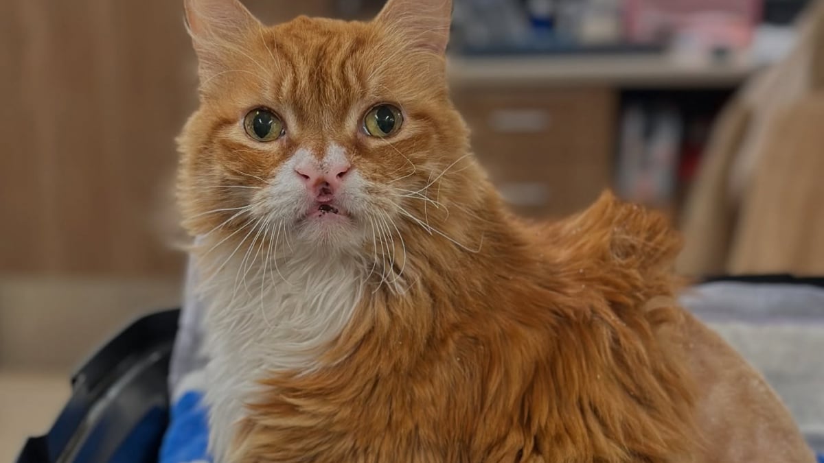 Illustration : "Pendant 10 ans, ce chat a erré avec une fourrure douloureuse avant que quelqu’un ne le remarque enfin"
