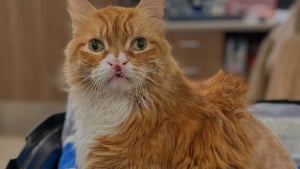 Illustration : "Pendant 10 ans, ce chat a erré avec une fourrure douloureuse avant que quelqu’un ne le remarque enfin"