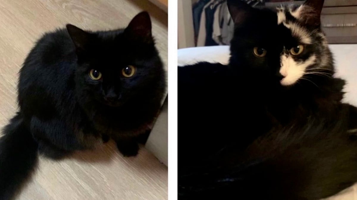 Illustration : "Une maladie rare, mais inoffensive, touchant sa peau transforme ce chat noir en véritable coqueluche du web (vidéo)"