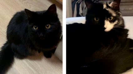 Illustration : Une maladie rare, mais inoffensive, touchant sa peau transforme ce chat noir en véritable coqueluche du web (vidéo)