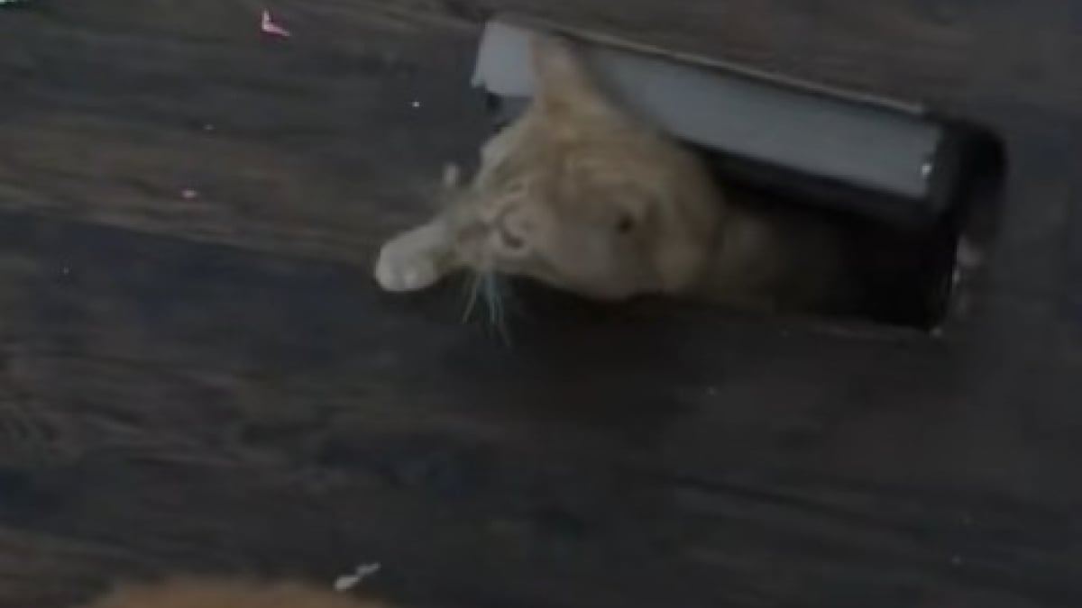 Illustration : "Une femme ne comprend pas comment un chat inconnu s’est introduit chez elle avant de le voir en pleine action (vidéo) "