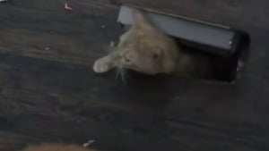 Illustration : Une femme ne comprend pas comment un chat inconnu s’est introduit chez elle avant de le voir en pleine action (vidéo) 