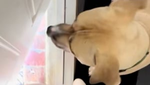 Illustration : "Fraîchement arrivé dans sa famille d’accueil, ce chien de refuge spontané et enjoué se lie d’amitié avec tous les chiens de son quartier (vidéo)"