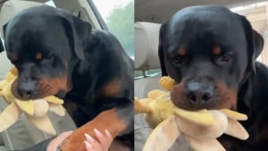 Illustration : "Un Rottweiler anxieux peut compter sur un objet de soutien émotionnel étonnant qu’il transporte partout avec lui (vidéo)"