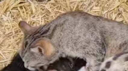 Illustration : Très généreuse, cette chatte de ferme admirée des internautes prend sous son aile tous les chatons dont elle croise la route (vidéo)