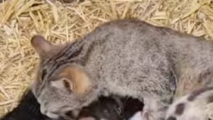Illustration : "Très généreuse, cette chatte de ferme admirée des internautes prend sous son aile tous les chatons dont elle croise la route (vidéo)"