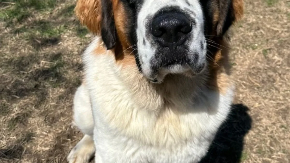 Illustration : "Un Saint-Bernard abandonné au bord de l’autoroute prend sa revanche sur la vie (vidéo) "