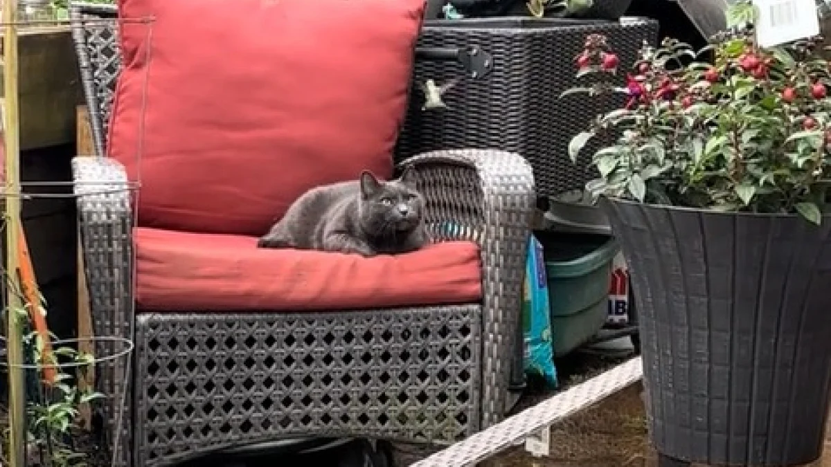 Illustration : "Un chat amical, ou peut-être trop ensommeillé, ne bouge pas d’un cil quand un colibri s’approche de lui (vidéo) "