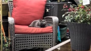 Illustration : "Un chat amical, ou peut-être trop ensommeillé, ne bouge pas d’un cil quand un colibri s’approche de lui (vidéo) "