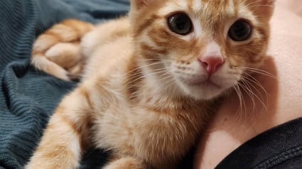 Illustration : Malgré un fémur cassé, ce chaton impressionne les vétérinaires et évite finalement l'intervention chirurgicale