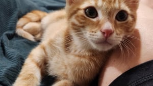 Illustration : "Malgré un fémur cassé, ce chaton impressionne les vétérinaires et évite finalement l'intervention chirurgicale"