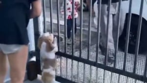 Illustration : "Une chienne folle de joie en reconnaissant son livreur préféré venu lui rendre visite en dehors de ses heures de travail (vidéo)"